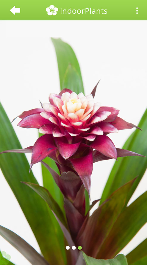 Device Content Image